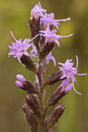 Liatris garberi