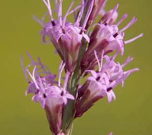 Liatris gracilis