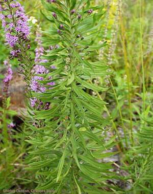 Liatris gracilis