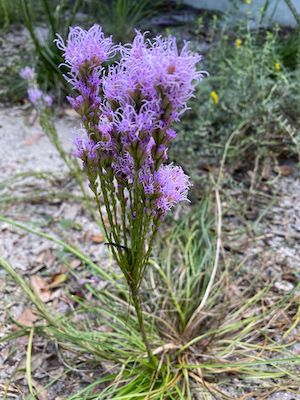 Liatris gracilis