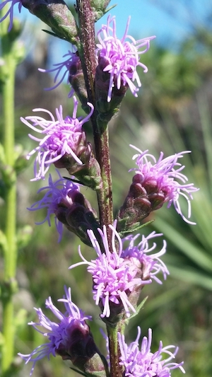 Liatris savannensis