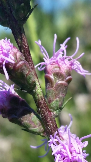 Liatris savannensis