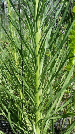 Liatris savannensis