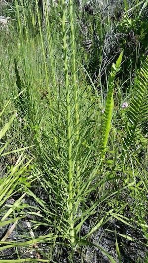 Liatris savannensis