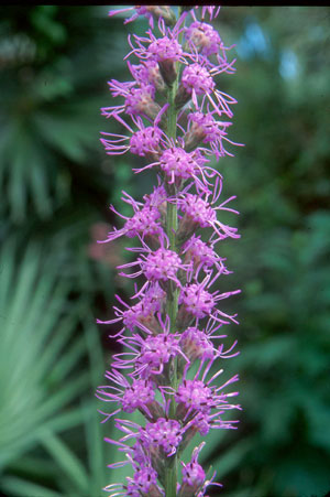 Liatris spicata