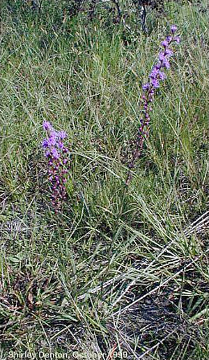 Liatris spicata