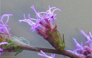 Liatris spicata