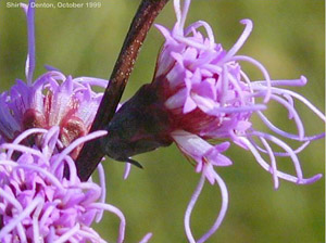 Liatris spicata