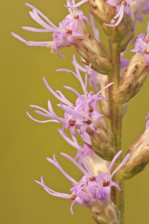 Liatris spicata