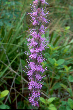 Liatris tenuifolia