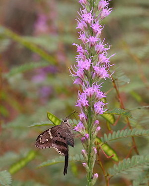 Liatris tenuifolia