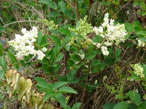 Ligustrum ovalifolium