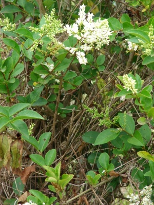 Ligustrum ovalifolium