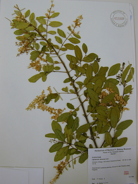 Ligustrum sinense