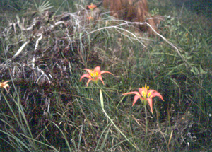 Lilium catesbaei