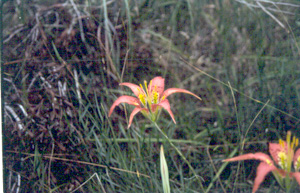 Lilium catesbaei