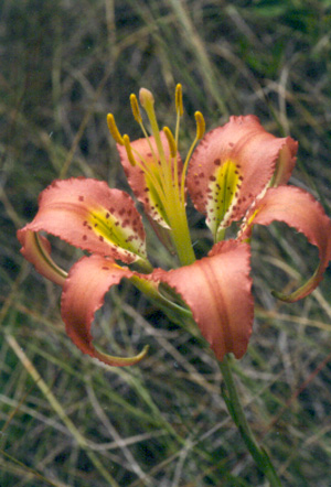 Lilium catesbaei