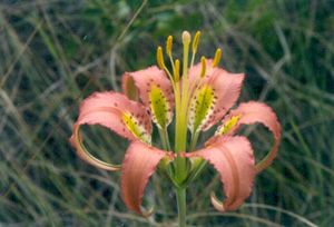 Lilium catesbaei