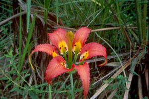 Lilium catesbaei