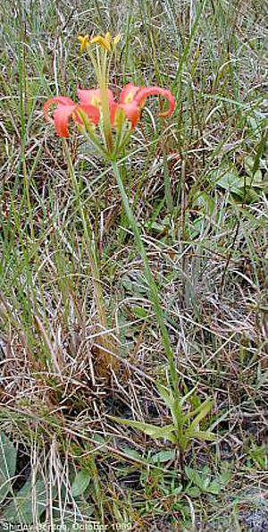 Lilium catesbaei