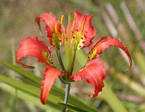 Lilium catesbaei