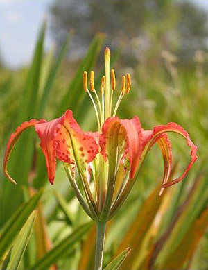 Lilium catesbaei