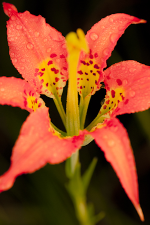 Lilium catesbaei