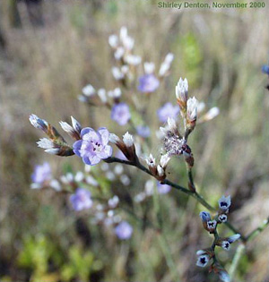 Limonium carolinianum