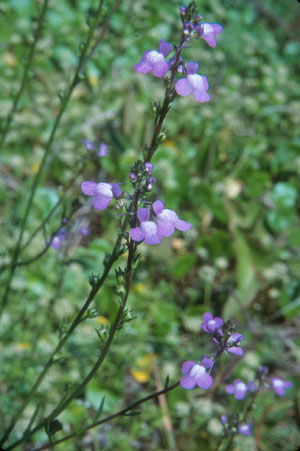 Linaria canadensis