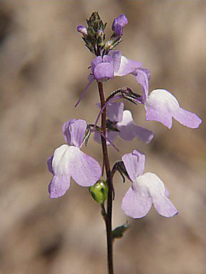 Linaria canadensis