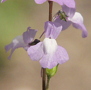 Linaria canadensis