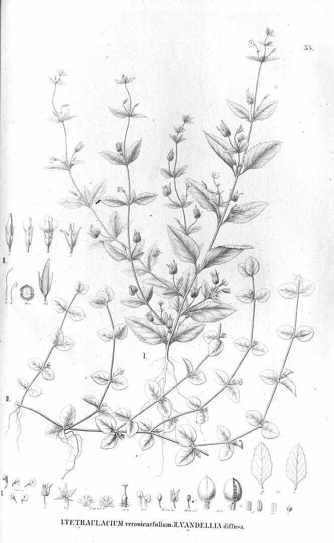 Lindernia diffusa