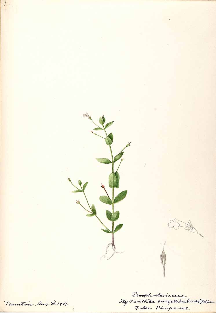 Lindernia dubia