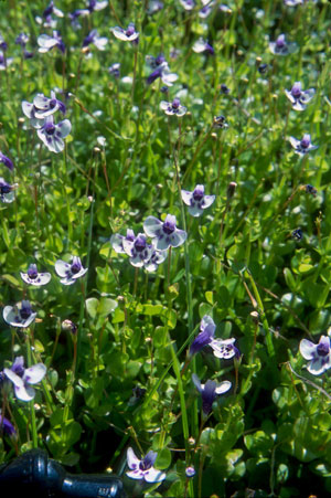 Lindernia grandiflora