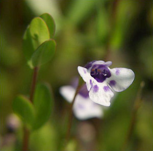 Lindernia grandiflora