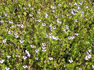 Lindernia grandiflora