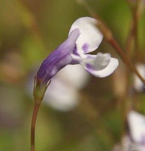 Lindernia grandiflora