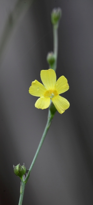 Linum arenicola