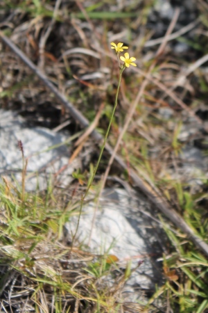 Linum arenicola