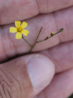 Linum arenicola