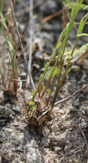 Linum arenicola