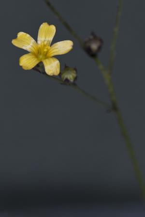 Linum arenicola