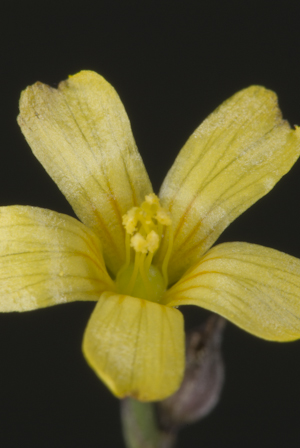 Linum arenicola