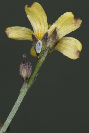 Linum arenicola