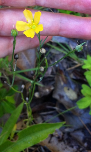 Linum carteri