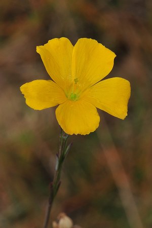 Linum carteri