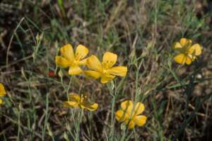 Linum carteri