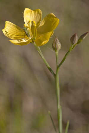 Linum carteri