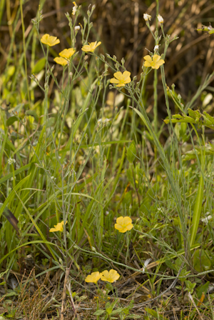 Linum carteri