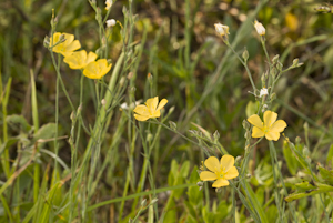 Linum carteri